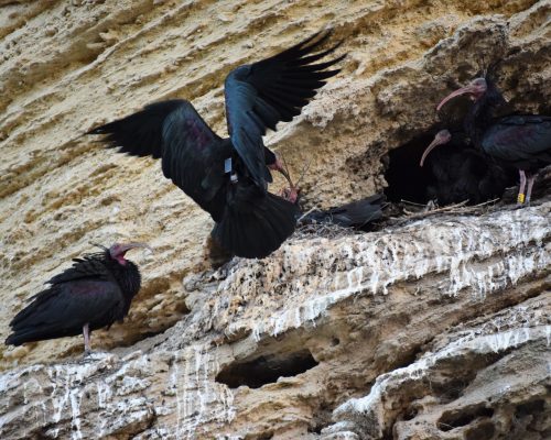 Ibis eremita en La Barca de Vejer de la Fra.