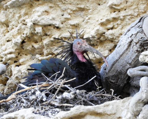 Ibis eremita en La Barca de Vejer de la Fra.
