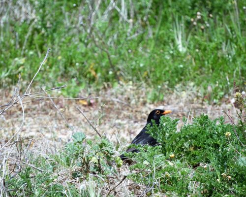 Mirlo en el arroyo Conilete de El Palmar