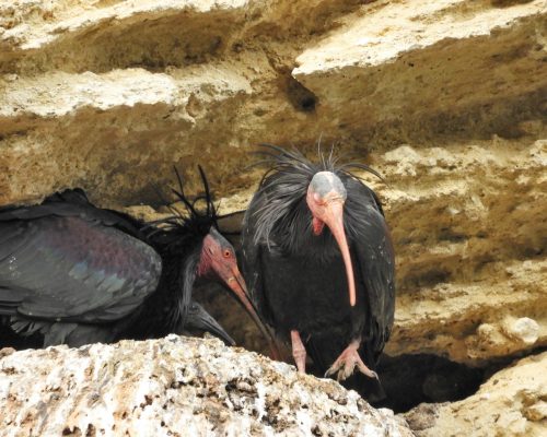 Pareja de ibis eremita con cría en La Barca de Vejer