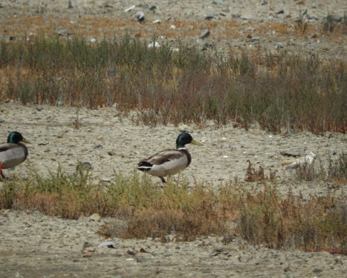 Ánade real macho en la marisma de Barbate