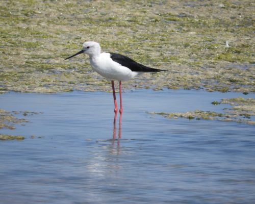 Cigüeñuela en la marisma de Barbate