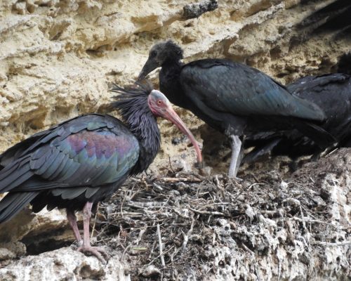 Ibis eremita con cría en la Barca de Vejer de la Fra.