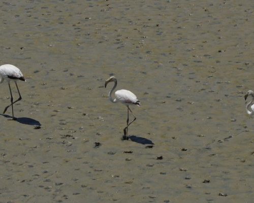 Flamencos en el Guadaira