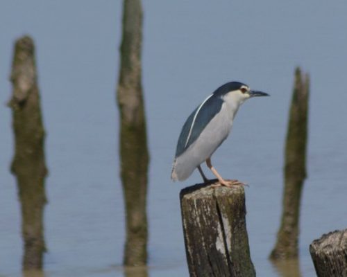 Martinete en Trebujena