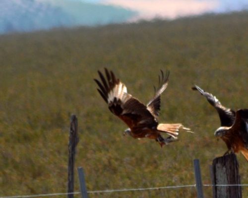 Milano Real, Marismas de Sanlúcar.