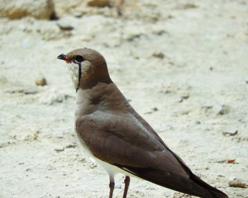 Canastera común en la marisma de Barbate