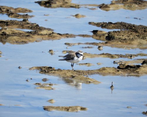 Chorlitejo patinegro en la marisma de Barbate