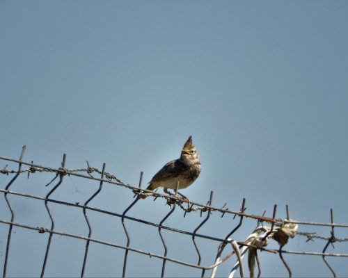 Cogujada común en la marisma de Barbate