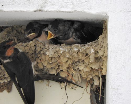 Golondrinas en Vejer de la Fra.