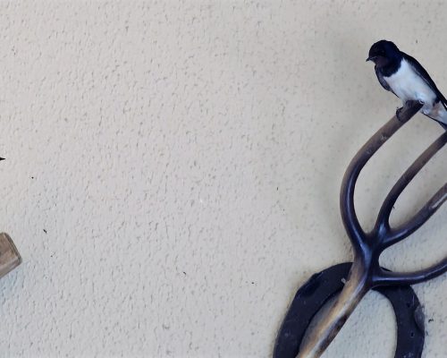 Golondrinas en El Marquesado, Puerto Real