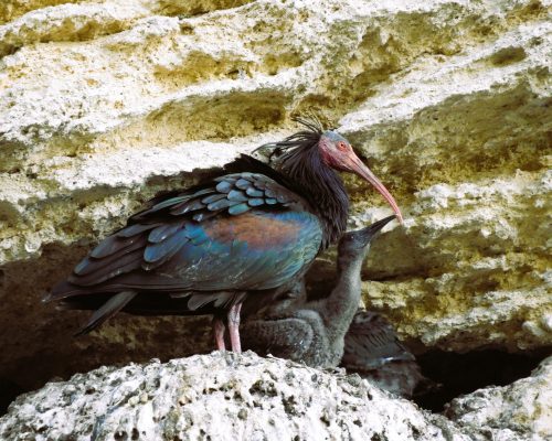 Ibis eremita con cría en la Barca de Vejer de la Fra.