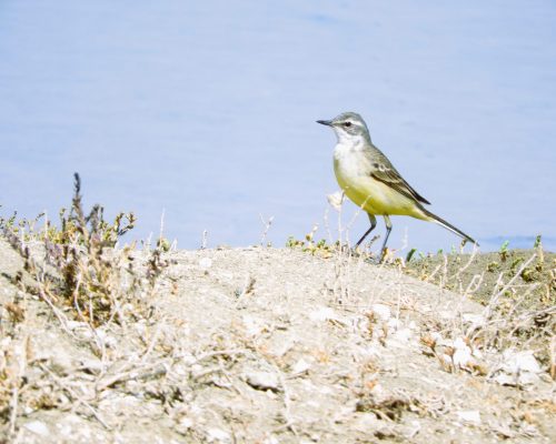 Lavandera boyera en la marisma de Barbate