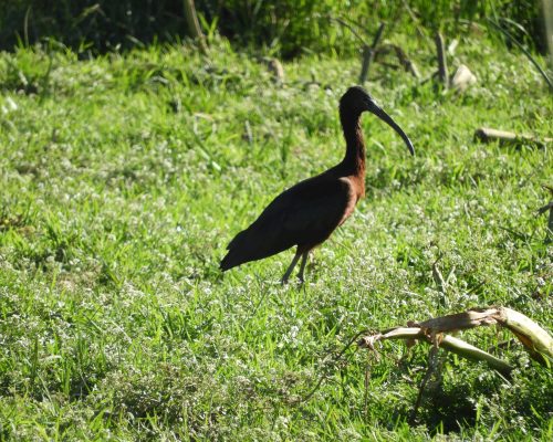Morito en Vejer de la Fra.