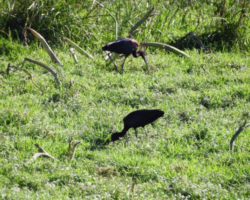 Moritos en Vejer de la Fra.
