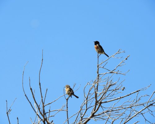 Pareja de tarabillas en la marisma de Barbate