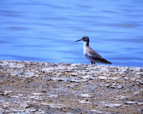 Archibebe común en la marisma de Barbate