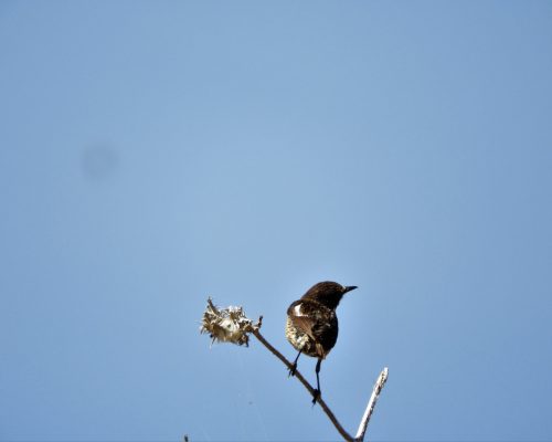 Tarabilla común hembra en la marisma de Barbate
