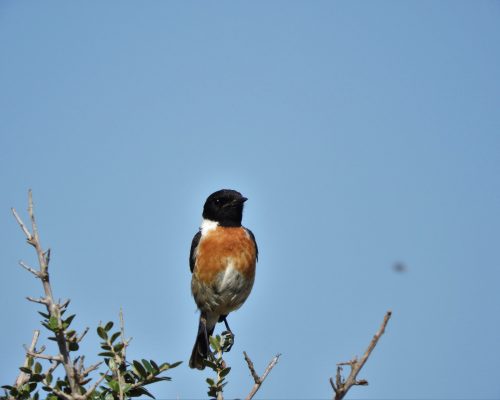Tarabilla común macho en la marisma de Barbate