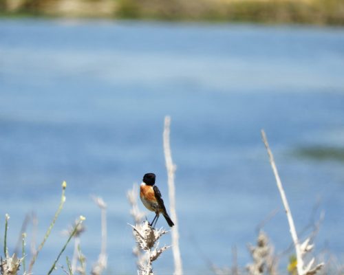 Tarabilla común macho en la marisma de Barbarte