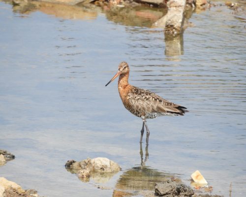 Aguja colinegra en la marisma de Barbate