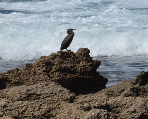 Cormorán en Tarifa