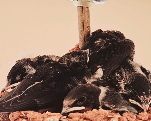 Crías de golondrinas en El Marquesado, Puerto real