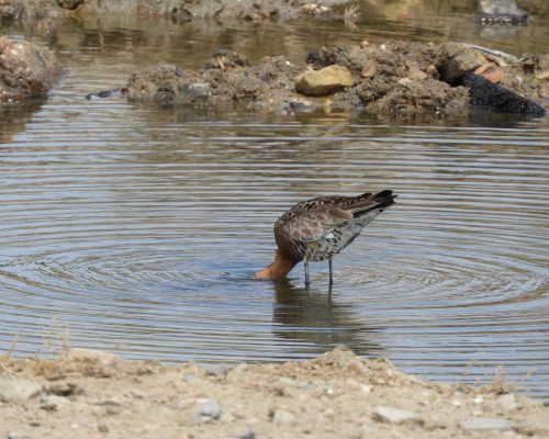 Aguja colinegra en la marisma de Barbate