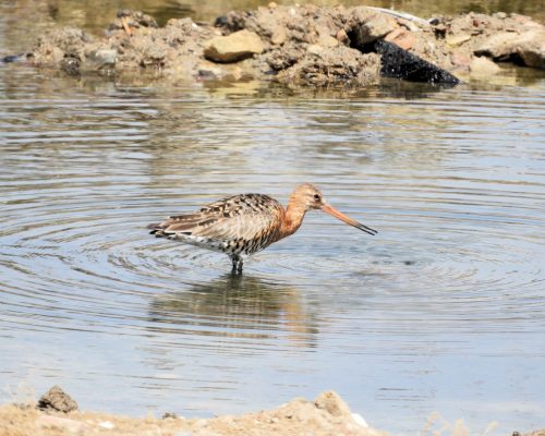 Aguja colinegra en la marisma de Barbate