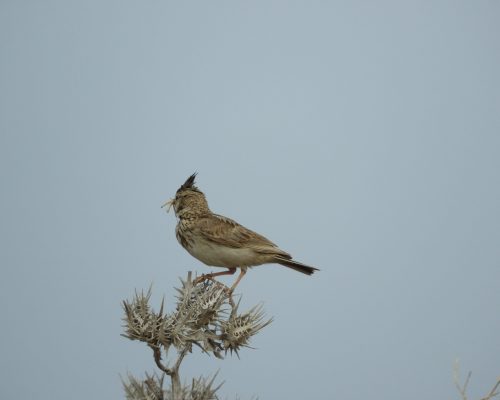 Cogujada común en la marisma de Barbate