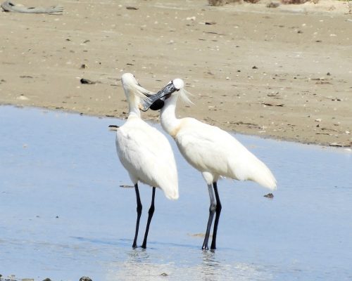 Espátulas en la marisma de Barbate