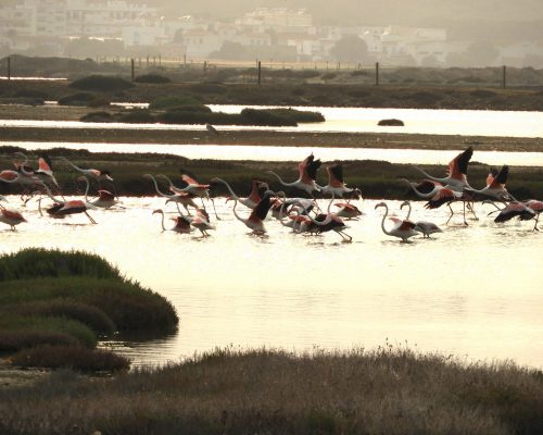 Flamencos en la marisma de Barbate