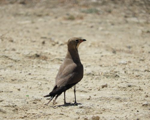 Canastera común en la marisma de Barbate