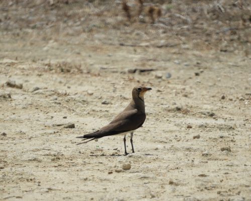 Canastera común en la marisma de Barbate