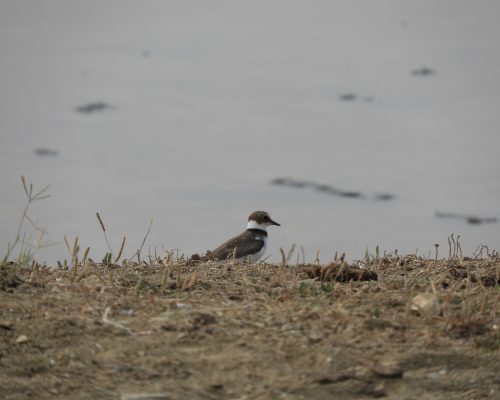 Chorlitejo chico en la marisma de Barbate