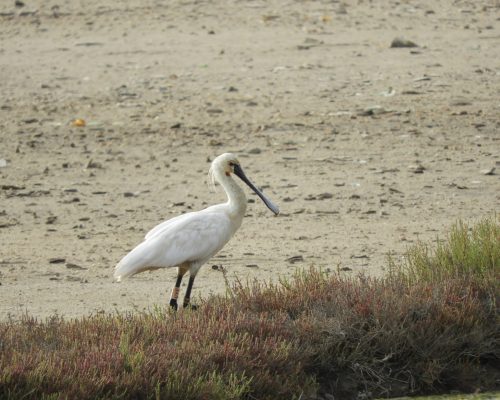 Espátula en la marisma de Barbate