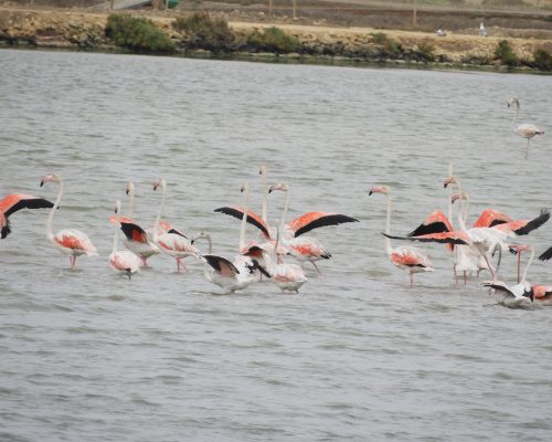 Flamencos en la marisma de Barbate