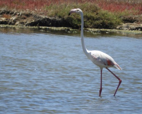 Flamenco en la marisma de Barbate