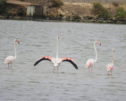 Flamencos en la marisma de Barbate