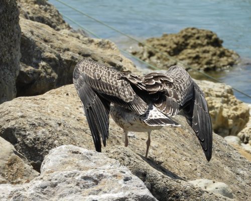 Gaviota joven en el puerto de Conil