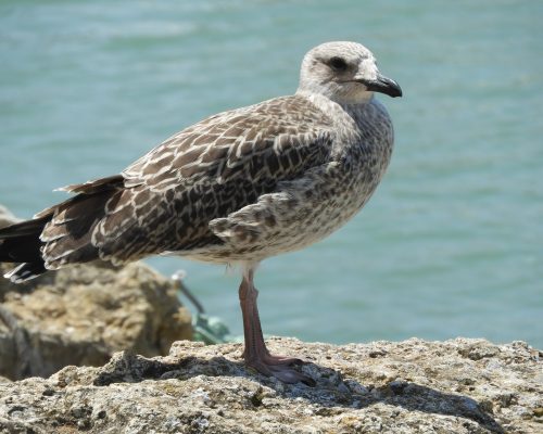 Gaviota joven en el puerto de Conil