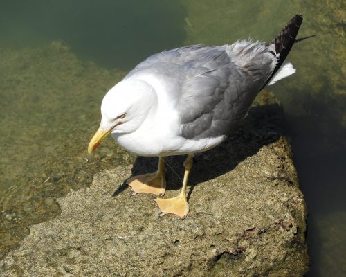 Gaviota en el puerto de Conil