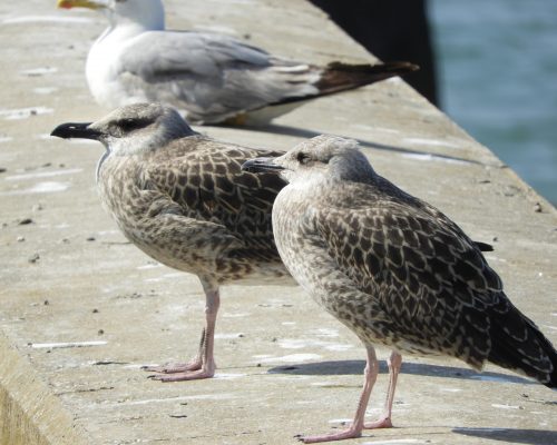 Gaviotas jóvenes en el puerto de Conil