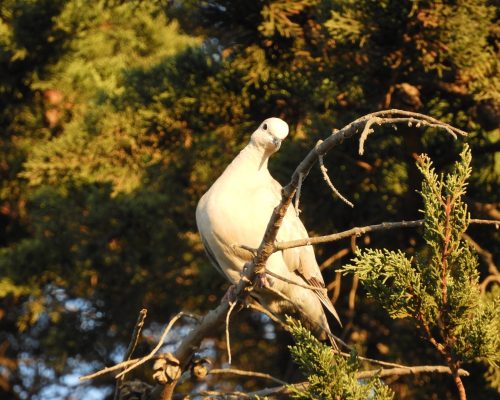 Paloma torcaz en El Palmar