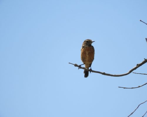Tarabilla común hembra en la marisma de Barbate