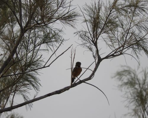 Tarabilla común hembra en la marisma de Barbate