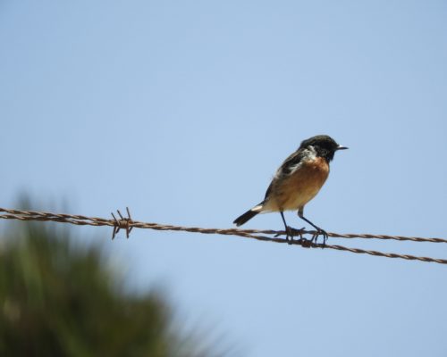 Tarabilla común macho en la marisma de Barbate