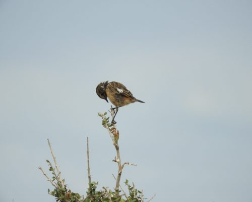Tarabilla común hembra en la marisma de Barbate
