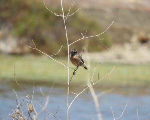 Tarabilla común hembra en la marisma de Barbate