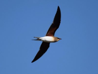 Tú eres el aire que a mí me lleva